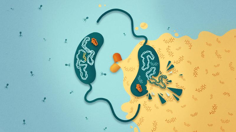 Das Bakterium Vibrio cholerae besitzt ein Abwehrsystem gegen Bakteriophagen mit dem Namen CBASS.  Dieser Phagenabwehrmechanismus macht den Cholera-Erreger sensitiv gegenüber Antibiotika. 