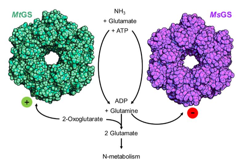 Oberflächenstrukturen der Glutaminsynthetase von Methermicoccus shengliensis (MsGS, türkis) und Methanothermococcus thermolithotrophicus (MtGS, violett), die unterschiedlich durch 2-Oxoglutarat und Glutamin reguliert werden.