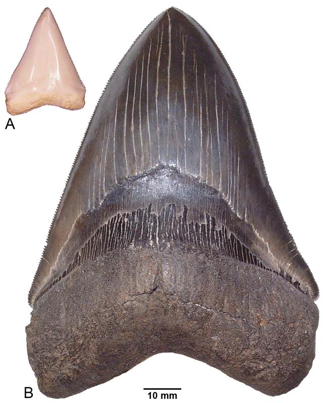 Größenvergleich von Zähnen eines heutigen ca. 2,7m langen Weißen Hais Carcharodon carcharias (A) und eines ca. 9m langen Otodus megalodon aus dem Miozän von South Carolina, U.S.A. (B).