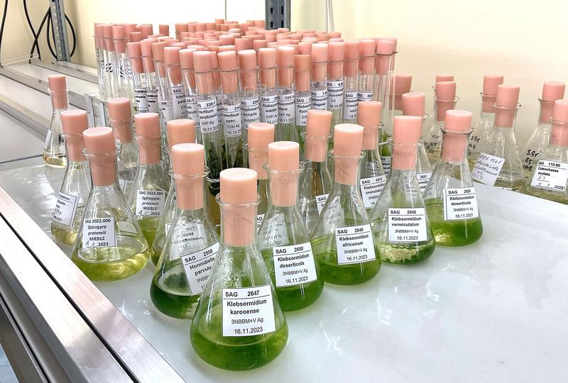 Flüssige Proben von Grünalgen der Klebsormidiophyceae aus der Sammlung von Algenkulturen der Universität Göttingen