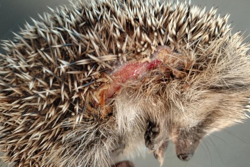 Hedgehog with cut injuries