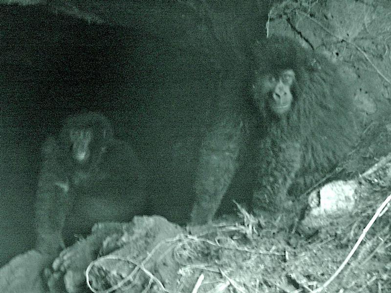 Infrarot Aufnahme von Berggorillas beim Verlassen der Höhle