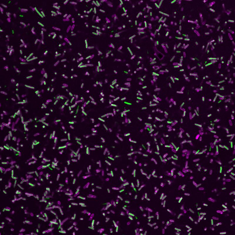 1)	Gram-negative bakterielle Krankheitserreger (grün) umgeben von einem Proteinmantel aus GBP1-Proteinen (magenta).