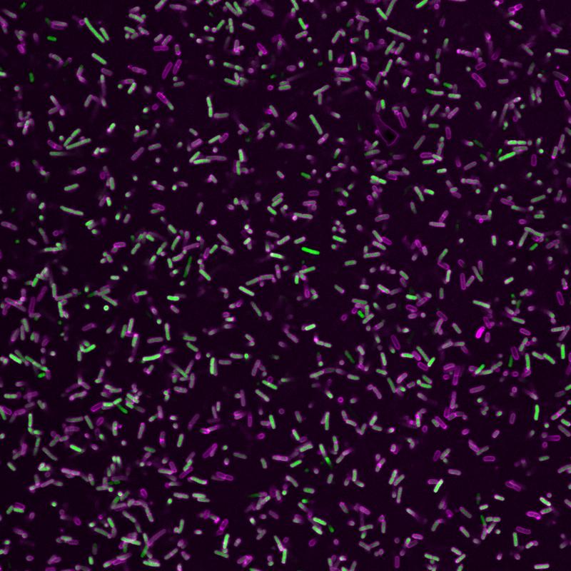 1)	Gram-negative bakterielle Krankheitserreger (grün) umgeben von einem Proteinmantel aus GBP1-Proteinen (magenta).