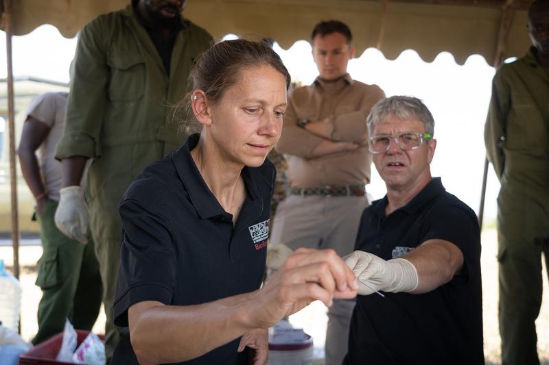 Embryotransfer des BioRescue-Teams am 24. September 2023 in Kenia