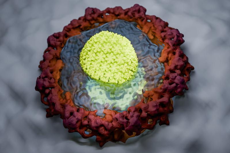Künstlerische Darstellung, wie das HIV-Kapsid die Gelee-artige Permeabilitätsbarriere einer Kernpore durchdringt. Um sein Genom durch diese Verteidigungslinie in den Zellkern zu schmuggeln, hat es sich zu einem molekularen Transporter entwickelt.