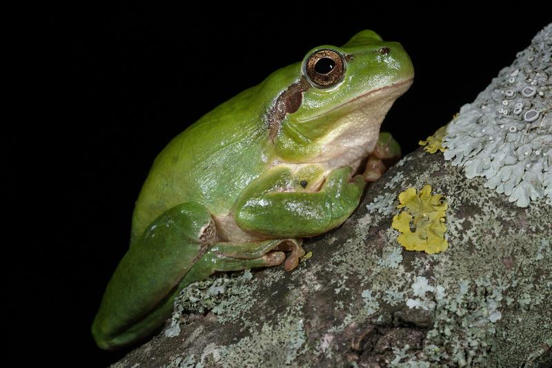 Hyla meridionalis