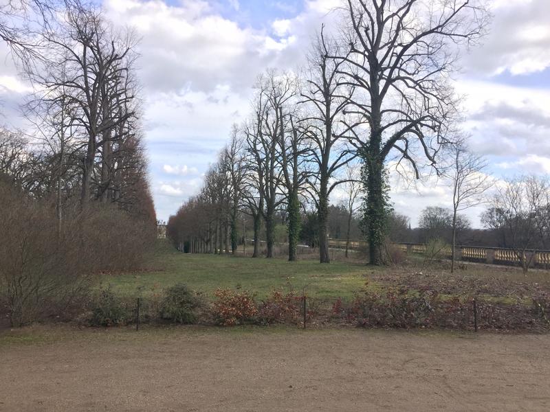 Zurückgenommene Kronen in der Lindenallee im Park Sanssouci. 