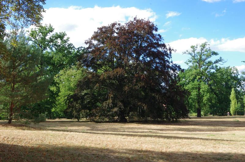 Erstmals liegt bundesweit ein Klima-Parkschadensbericht vor, ermöglicht durch fachliche und finanzielle Förderung der Deutschen Bundesstiftung Umwelt (DBU). Fazit: Historische Parks sind im Klimastress. Betroffen ist auch der Neue Garten in Potsdam.