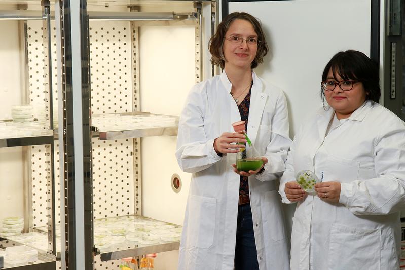 Das Team um Professorin Dr. Stefanie Müller-Schüssele (l.) und Sadia Sayed Tamanna untersucht den Stressabbau in Chloroplasten.
