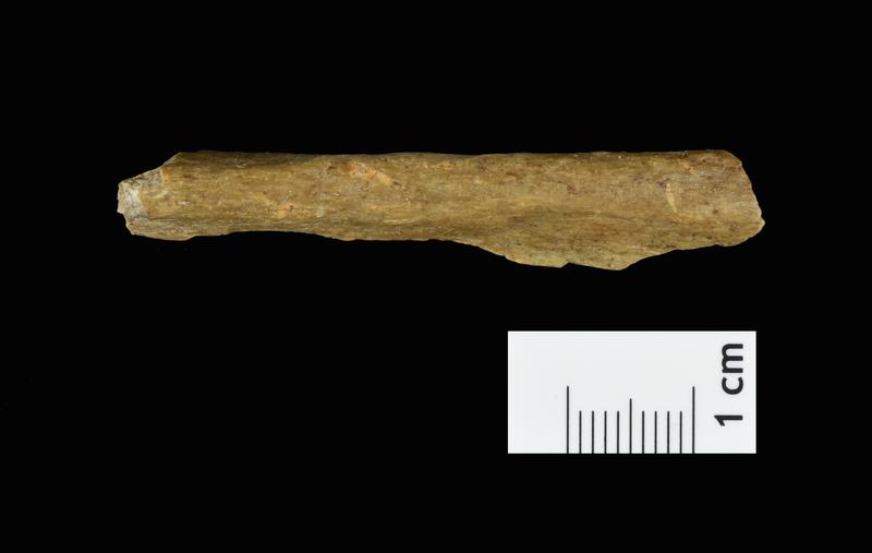 Menschliches Knochenfragment von der neuen Ausgrabung in Ranis.