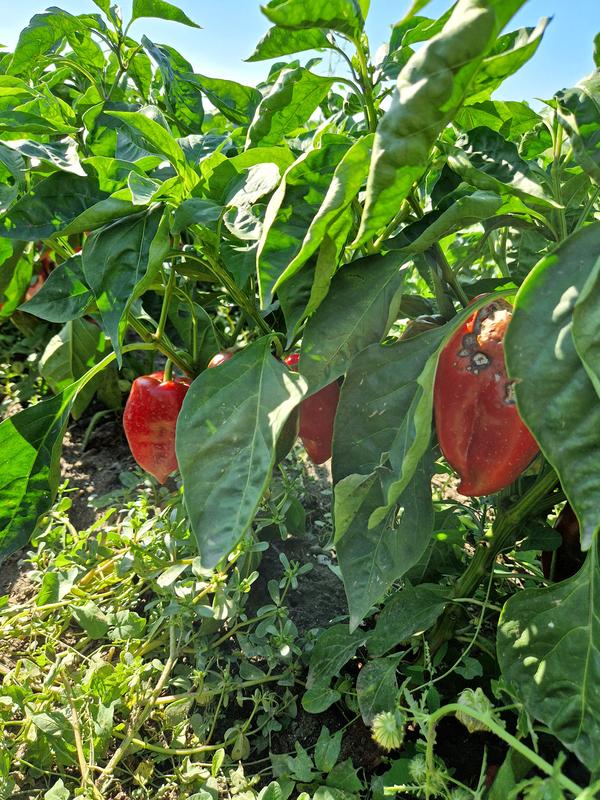 Nicht mehr zu vermarkten, aber trotzdem mehr als Abfall: Mit Pflanzenkrankheiten befallene Paprika können beispielsweise zur Energieerzeugung genutzt werden. 