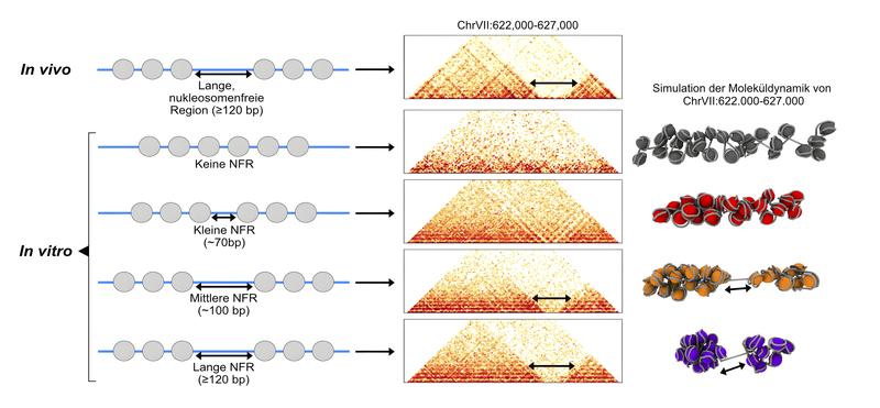 Ein nukleosomenfreies Stück DNA trennt zwei Chromatinregionen. Schema links: die Nukleosomen in vivo (oben) und die nachgebauten Positionen in vitro (unten). Mitte: Darstellung der Nukleosomeninteraktion. Rechts: Computersimulation der Moleküldynamiken.