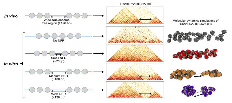 A nucleosome-free piece of DNA separates two chromatin regions. Schematic on the left: the nucleosomes in vivo (top) and the replicated positions in vitro (bottom). Center: nucleosome interaction map. Right: molecular dynamics simulation.