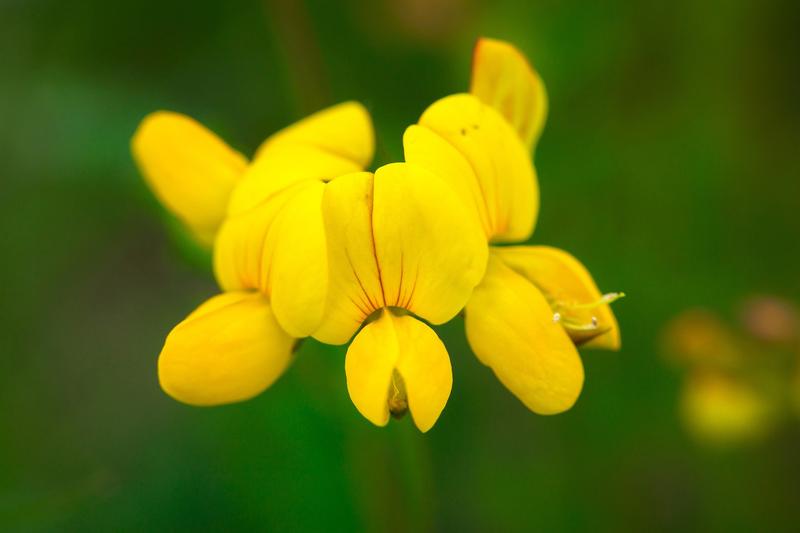 Der Gewöhnliche Hornklee (Lotus corniculatus) ist eine Pflanzengattung innerhalb der Familie der Hülsenfrüchtler (Fabaceae). Hornklee-Arten sind einjährige oder meist ausdauernde krautige Pflanzen 