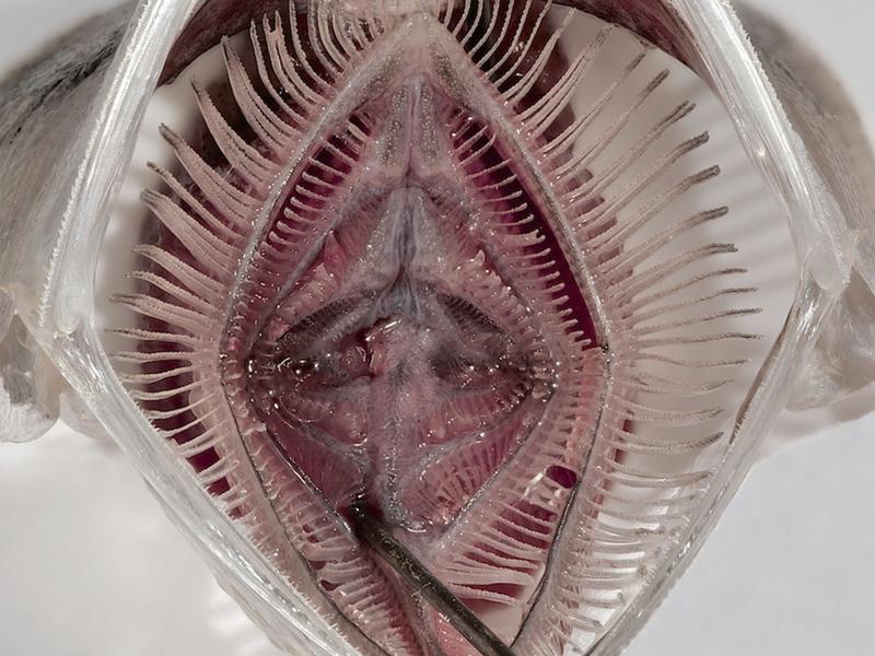 Blick ins geöffnete Maul einer Sardelle. Die Kiemenbögen haben einen verlängerten Kiemenrechen mit Dentikeln und bilden so ein feines Sieb.