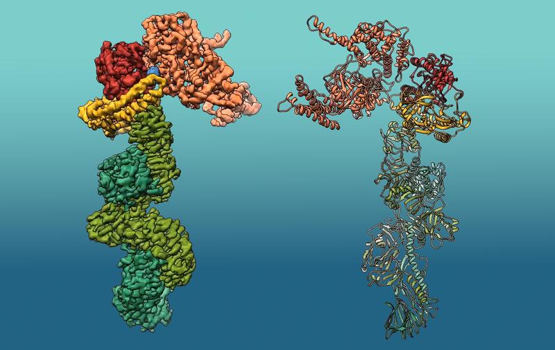 3D-Struktur von "Makes caterpillars floppy 1" (Mcf1). Die Struktur von Mcf1 ähnelt der Form eines Seepferdchens mit einem Kopf, der mehrere toxische Wirkstoffe enthält, während der Schwanzbereich an Zielzellen anhaften kann.