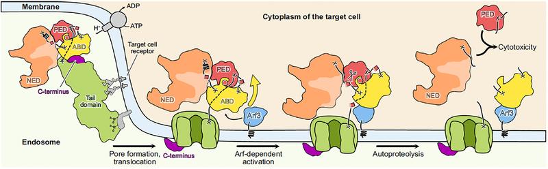 Wirkmechanismus des Mcf1-Toxins. Nach Bindung des Toxins an die Zelloberfläche wird der Kopfbereich des Toxins aufgenommen. Freigesetzte Giftstoffe beeinträchtigen die wesentlichen physiologischen Signalwege, was letztlich zum Zelltod führt.