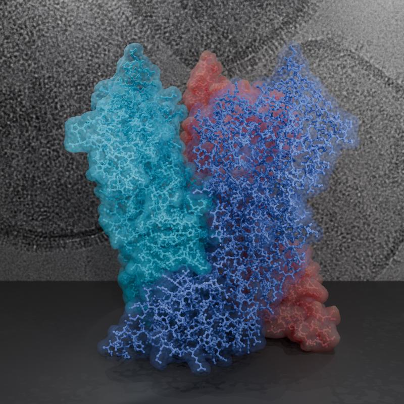Struktur des Pockenvirus-Kernproteins A10. Die drei Untereinheiten des Trimer (unterschiedlich gefärbt) als simulierte Kryo-EM-Oberflächen vor einer rohen Kryo-EM-Aufnahme dargestellt. Die Kryo-EM-Oberfläche ist mit jeder Untereinheit sichtbarer.