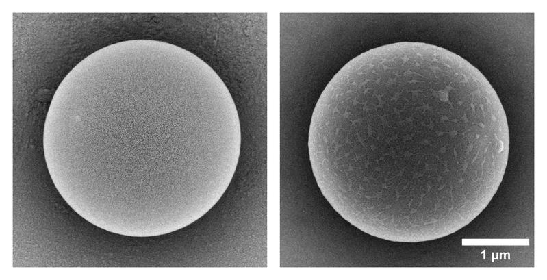 Zwei Mikroplastikpartikel verschiedener Hersteller, die in der Bayreuther Studie untersucht wurden.