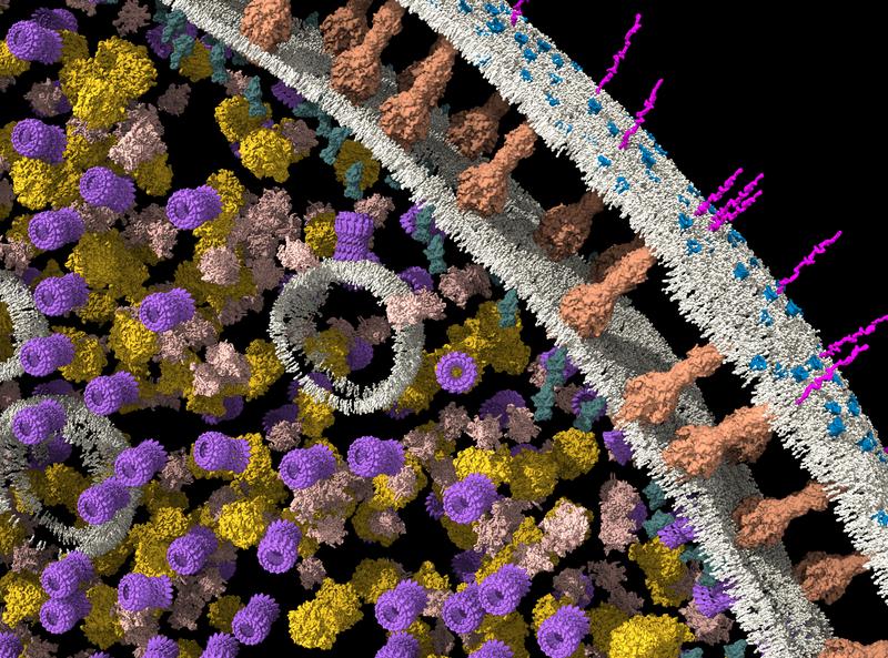 Tomogram of a hospital germ: the spatial arrangement of the molecules becomes visible in the cell of an Acinetobacter baumannii bacterium.