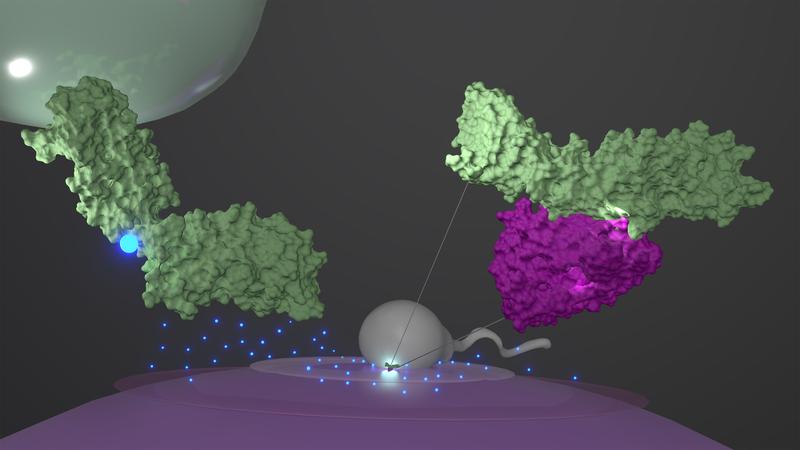 Nach der Befruchtung setzt die Eizelle (lila) Zink-​Ionen (blaue Punkte) frei, was die Form des grünen Proteins auf der Oberfläche eines Spermiums ändert. Dadurch kann dieses nicht mehr an der Eizelle andocken.