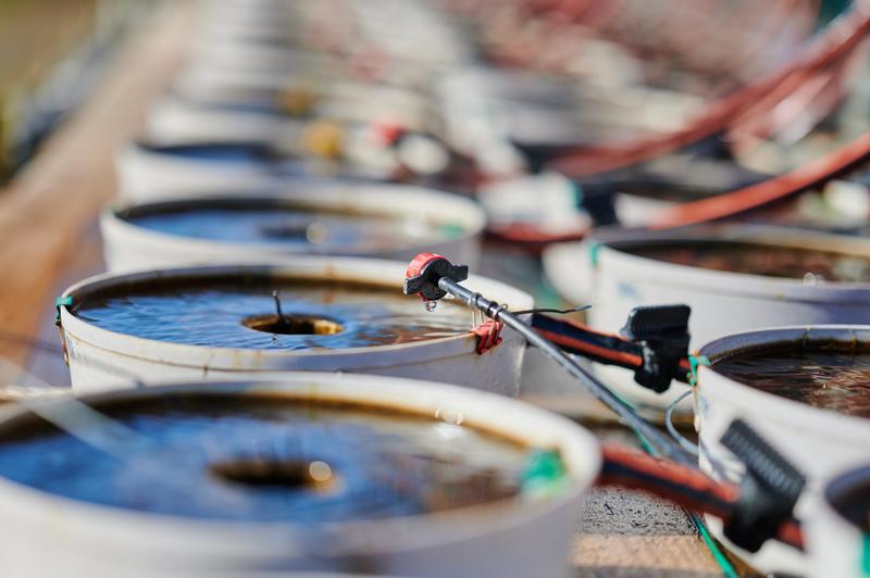 Mesokosmen-Experimente der Wasserforschung der Universität Duisburg-Essen