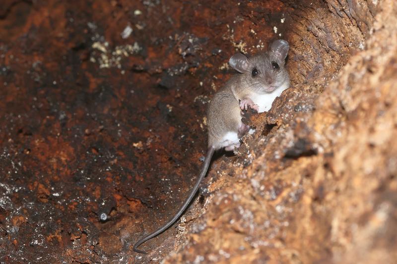 Ein Exemplar der Gattung der Mosaikschwanzratten