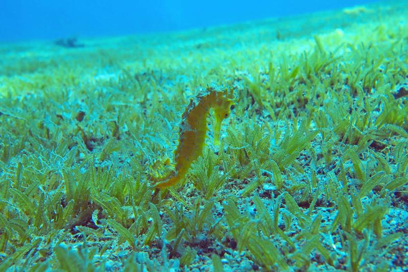 Die kleinwüchsige invasive Seegrasart Halophila stipulacea vor Eilat in Israel. 