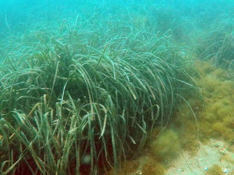 Die im Mittelmeer einheimische Seegrasart Posidonia oceanica bei Pozzuoli an der Westküste Italiens.