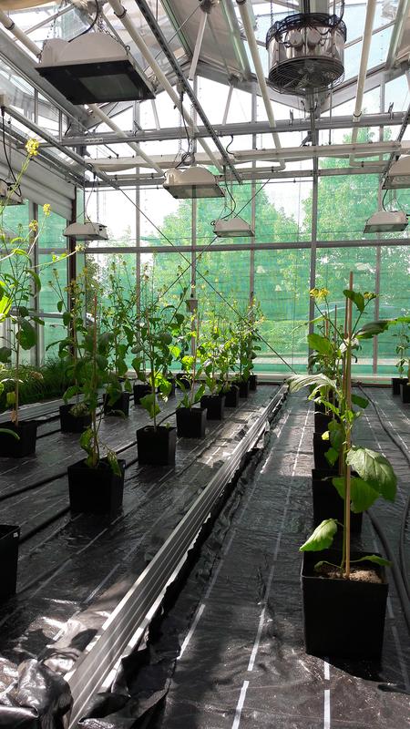 Die Ozon-Begasungskammern im Gewächshaus des Biozentrums der Uni Würzburg.