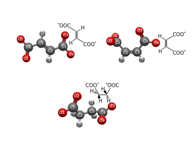 Molekulargeometrische Strukturen der trans- und cis-Isomere Fumarat und Maleat (oben, von links nach rechts) zusammen mit ihrem hydrierten Molekül, den Succinat-Dianionen (unten).