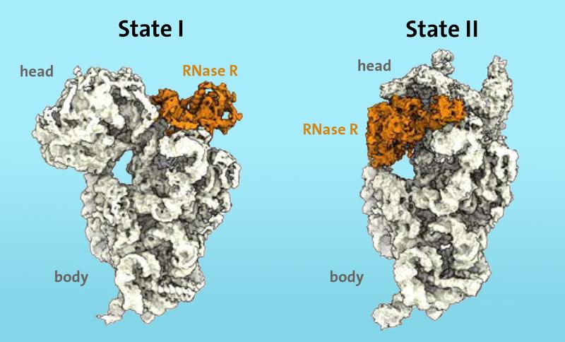 Degradation of the ribosome subunit 30S