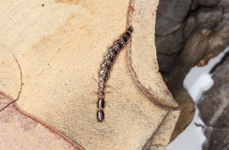 Die Larven der Schwarzhalsigen Kamelhalsfliege (Venustoraphidia nigricollis), hier im mittleren Stadium von etwa einem Jahr, ernähren sich unter anderem von den Eiern und Larven von Schadinsekten wie dem Borkenkäfer.