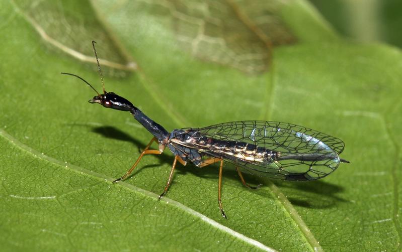 The first complete decoding of the genome of the Black-necked Snakefly (Venustoraphidia nigricollis) provides new insights into the evolution of these "living fossils".