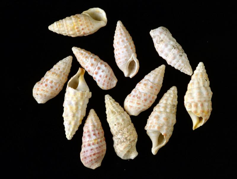Fossil snail shells from Austria with 12 million years old red pigments