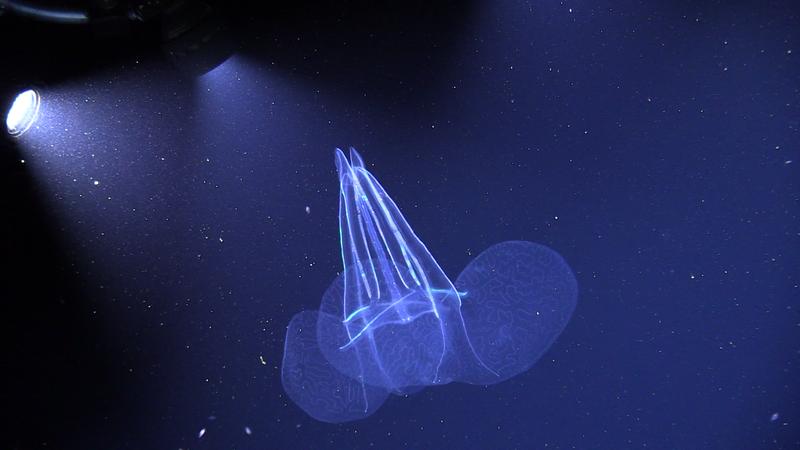 During the MSM126 cruise, it is highly probable that new species will be discovered in the deep sea. In 2018, the "rabbit ear" comb jellyfish, Kiyohimea usagi, was discovered in the Atlantic for the first time. 