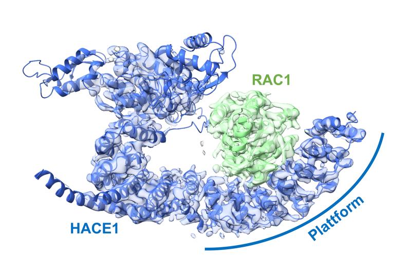 Die Ubiquitin-Ligase HACE1 bildet eine Plattform aus, auf der ihr Zielprotein passgenau platziert wird. Das befähigt die Ligase, ihr zu steuerndes Protein sicher zu erkennen und von anderen Proteinen zu unterscheiden.