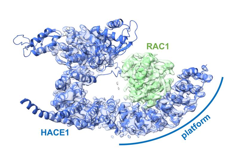 The ubiquitin ligase HACE1 forms a platform on which its target protein is positioned. This enables the ligase to reliably recognize the protein to be controlled and distinguish it from other proteins.