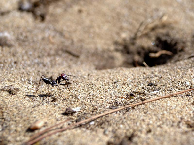 Die Wüstenameise Cataglyphis nodus an ihrem Nesteingang – einem unscheinbaren Loch im Boden, das aus der Perspektive der Ameise nicht zu sehen ist. Um dennoch dorthin zurückzufinden, nutzt die Ameise während ihrer Lernlaufpirouetten das Erdmagnetfeld.