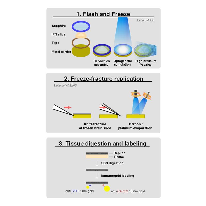 Flash and Freeze-fracture. Schematics of the method. Stimulated neurons in a brain sample are frozen. The frozen brain tissue is broken/fractured and proteins in the brain tissue are labeled and visualized with gold particles, using an electron microscope.