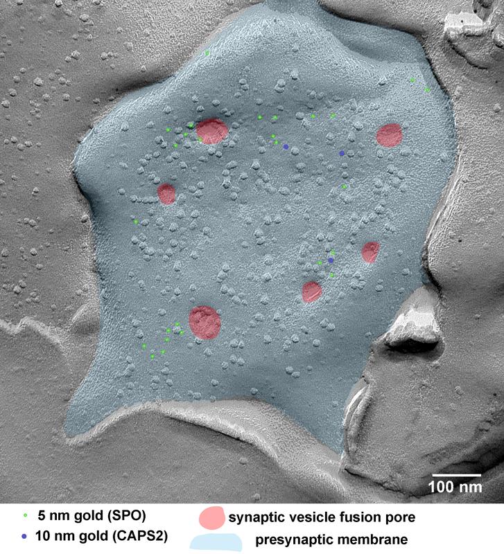 A lunar surface-like electron microscopic image of an activated medial habenula neuron. SPO (light green), CAPS2 (dark blue), vesicles on the verge of releasing neurotransmitters (red), and the delimiting membrane (light blue).