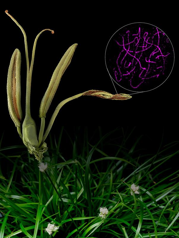 Darstellung von Staubbeuteln, Pollen und Meiozyten in der Schnabelriede (R. breviuscula.) 