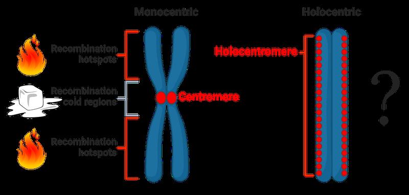 Schematische Abbildung der bisherigen Erkenntnisse über die Verteilung der Crossing-Over-Ereignisse im Hinblick auf die Zentromerorganisation in monozentrischen und holozentrischen Chromosomen.