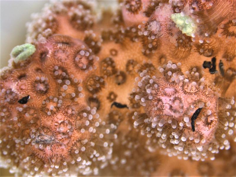 Die Pfötchenkoralle Pocillopora verrucosa interagiert mit den untersuchten Partikeln.