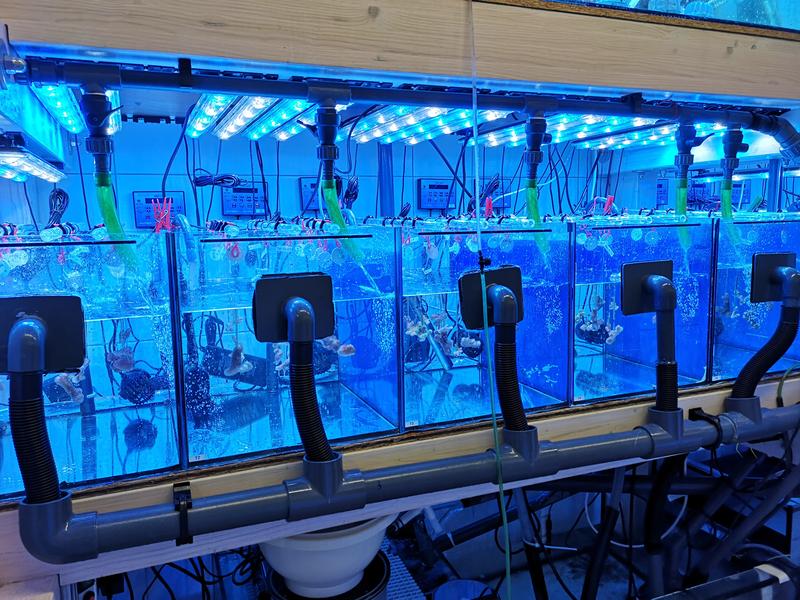 Experimental setup at Justus Liebig University Giessen: The corals were exposed to various microparticles in aquariums for eight weeks.