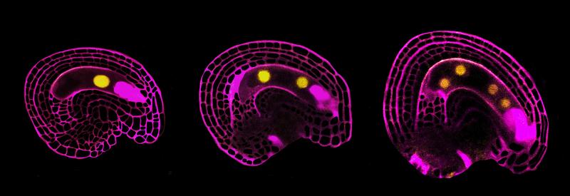 Samenanlage mit grosser, sich teilender Zentralzelle im Zentrum (Zellkern in gelb) umgeben vom Gewebe der Mutterpflanze (violett).