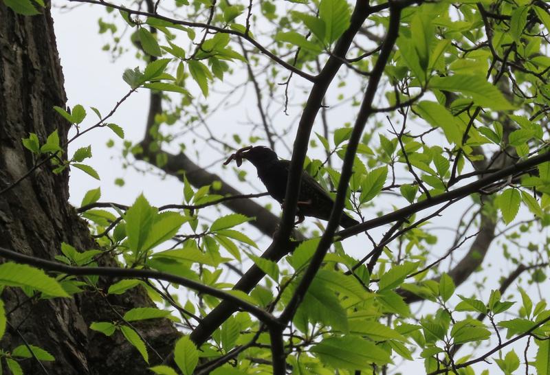 Ein Star bringt Nahrung in seine Bruthöhle (Amerikanische Kastanie im Forstbotanischen Garten Tharandt).