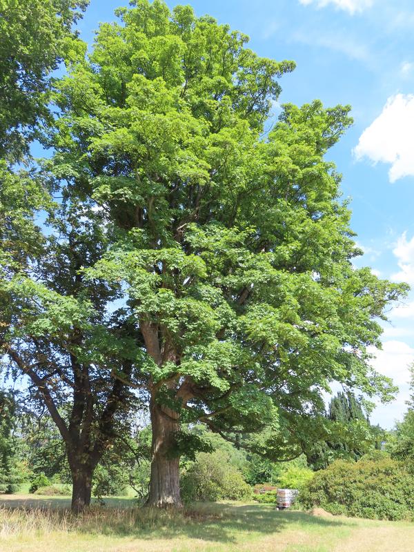 Mächtiger Bergahorn im Schlosspark Naundorf (Schmiedeberg)