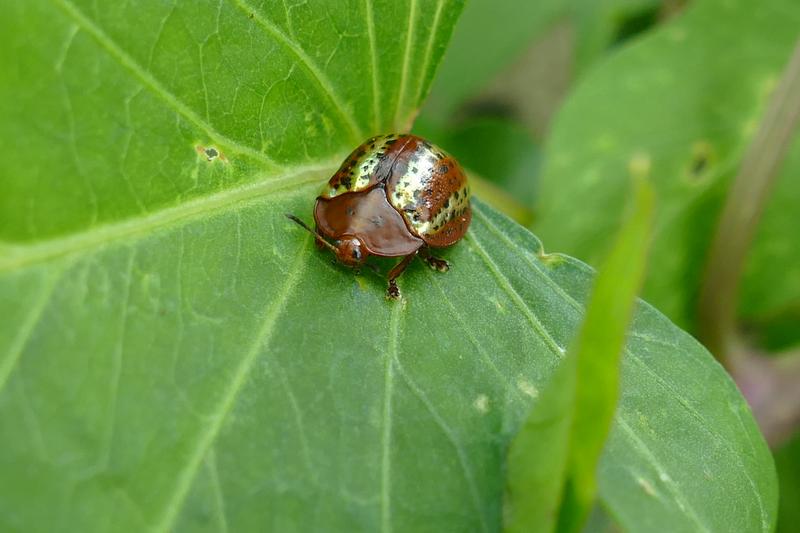 Tortoise beetles rely on symbiotic microbes to digest a leafy diet.